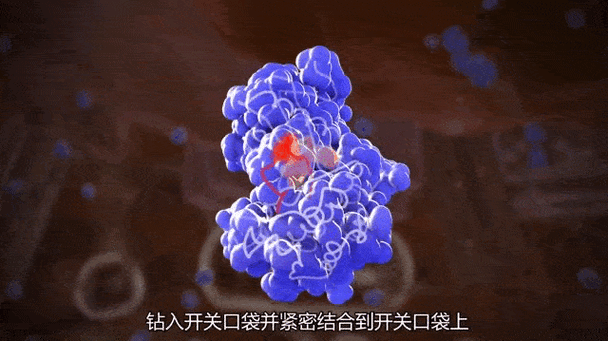 驅動蛋白動圖，驅動蛋白家族成員