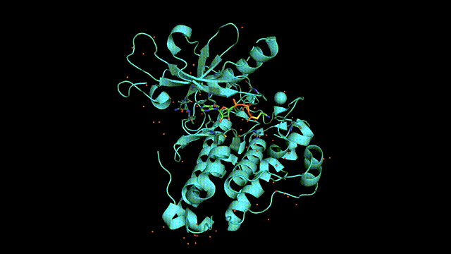 驅動蛋白動圖，驅動蛋白家族成員